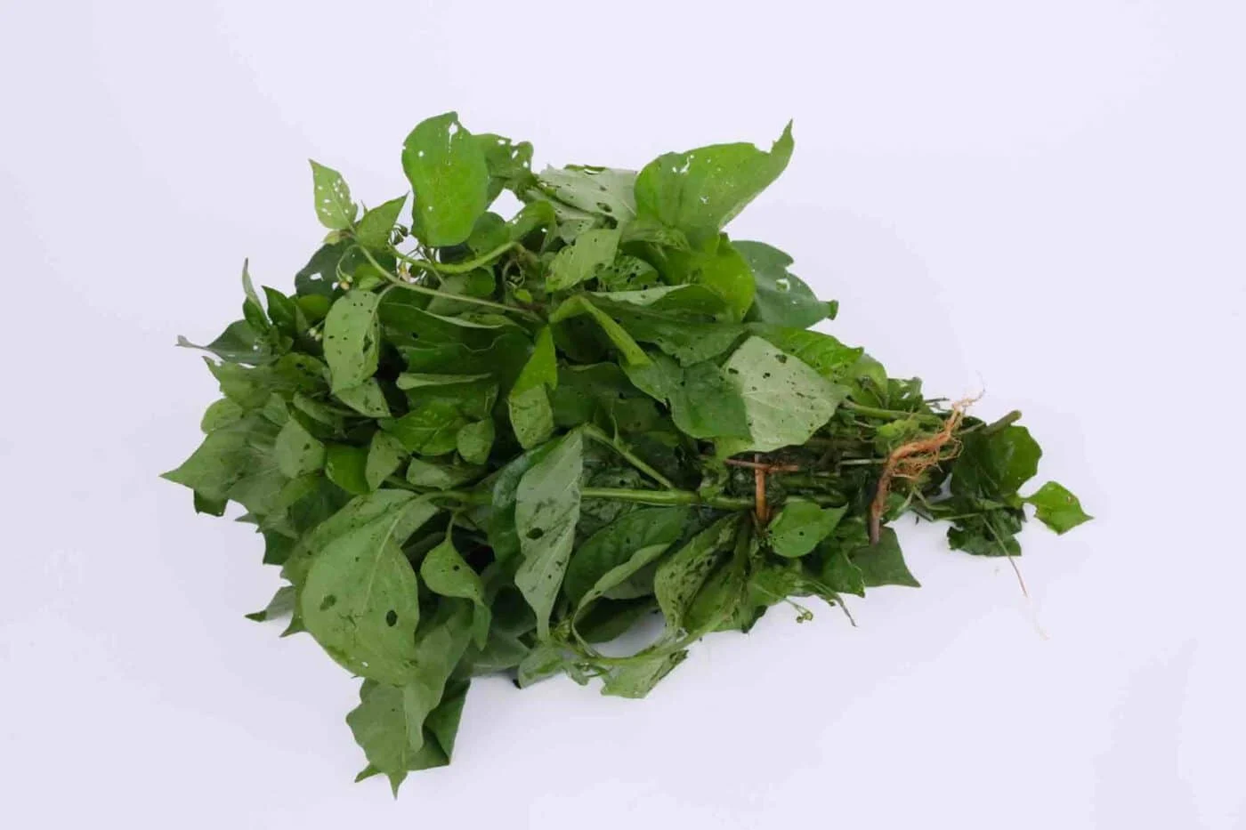 Managu (African Nightshade)